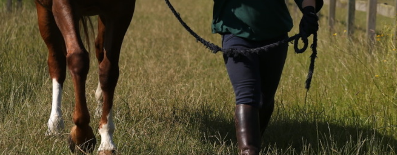 What to Do If Horse is Lame: Expert Tips for Fast Recovery